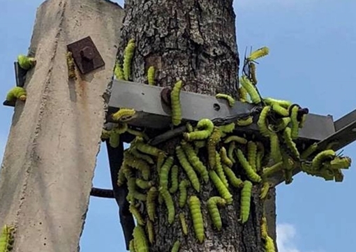 Hàng ngàn con sâu lạ ăn trụi lá cây xanh ở Bình Dương