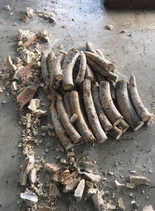 Bắt giữ 1 tấn ngà voi cất giấu trong khối gỗ xoan