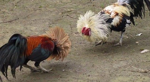 Thua bạc, cướp tiền và chém người gây thương tích