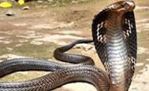 Dùng ô tô vận chuyển động vật hoang dã quý hiếm