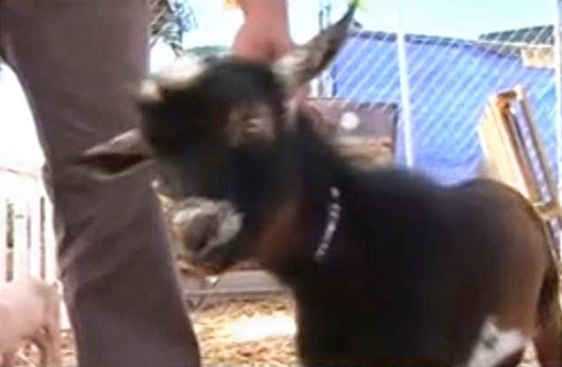 Kẻ trộm dê lúc nửa đêm