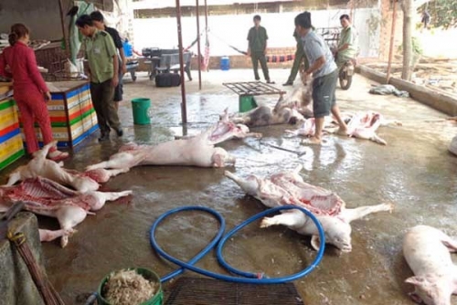 Phát hiện 2 cơ sở giết mổ heo trái phép