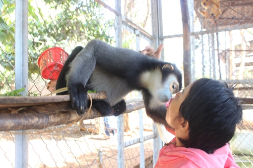 Chuyện cảm động về gia đình hiến tặng Vọoc chà vá chân đen