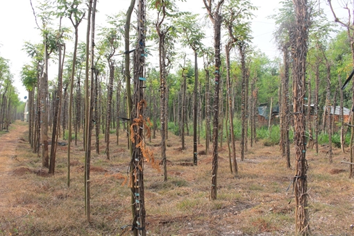 Người dân lao đao vì tiêu chết hàng loạt ở Bình Phước