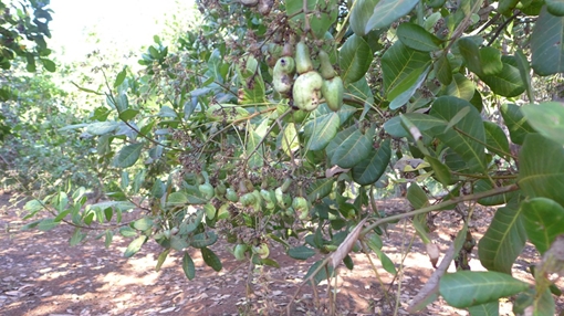 Hạt điều Bình Phước được chứng nhận Chỉ dẫn địa lý