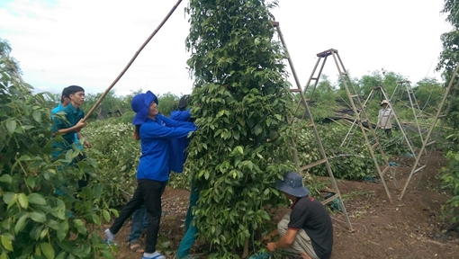 Người dân khắc phục hậu quả sau cơn lốc lớn ở Bình Phước