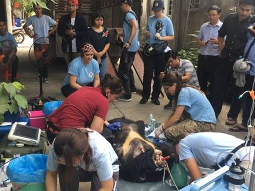 Giải cứu gấu bị nuôi nhốt lấy mật ở Bình Dương