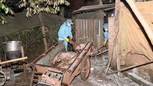 Bình Phước “căng mình” chống dịch tả lợn châu Phi  