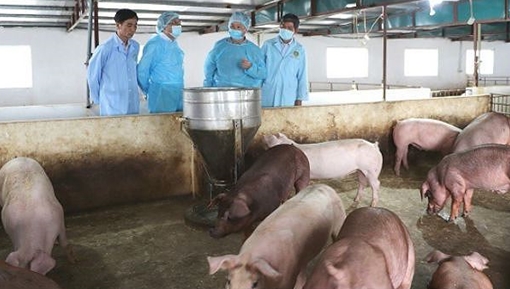 Bình Dương tiêu hủy 1.000 con lợn nhiễm tả Châu Phi 