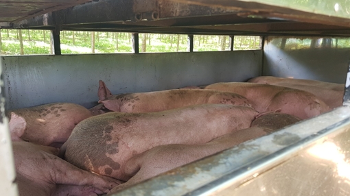Xe tải chở hơn 2 tấn heo từ “ổ” dịch heo Châu Phi đem tiêu thụ