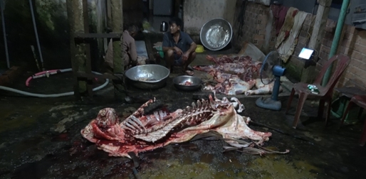 “Đột kích” cơ sở giết bò lậu lúc rạng sáng