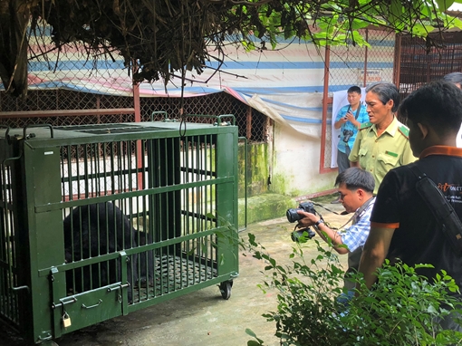 Giải cứu 6 con gấu nuôi nhốt trong trang trại ở Bình Dương