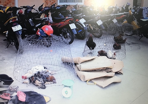 "Sòng gà" quy mô lớn trong vườn cao su