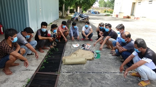 14 con bạc trốn trong vườn cao su tổ chức đá gà ăn tiền