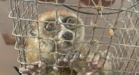 Mua bán rắn hổ mang chúa và culi quý hiếm  