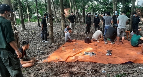 Sòng bạc “di động” quy mô lớn trong vườn cao su 