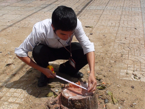 Thuê người chặt phá cây xanh trước mặt tiền nhà