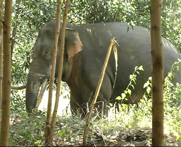 Voi rừng lại ra khu dân cư phá hoại tài sản