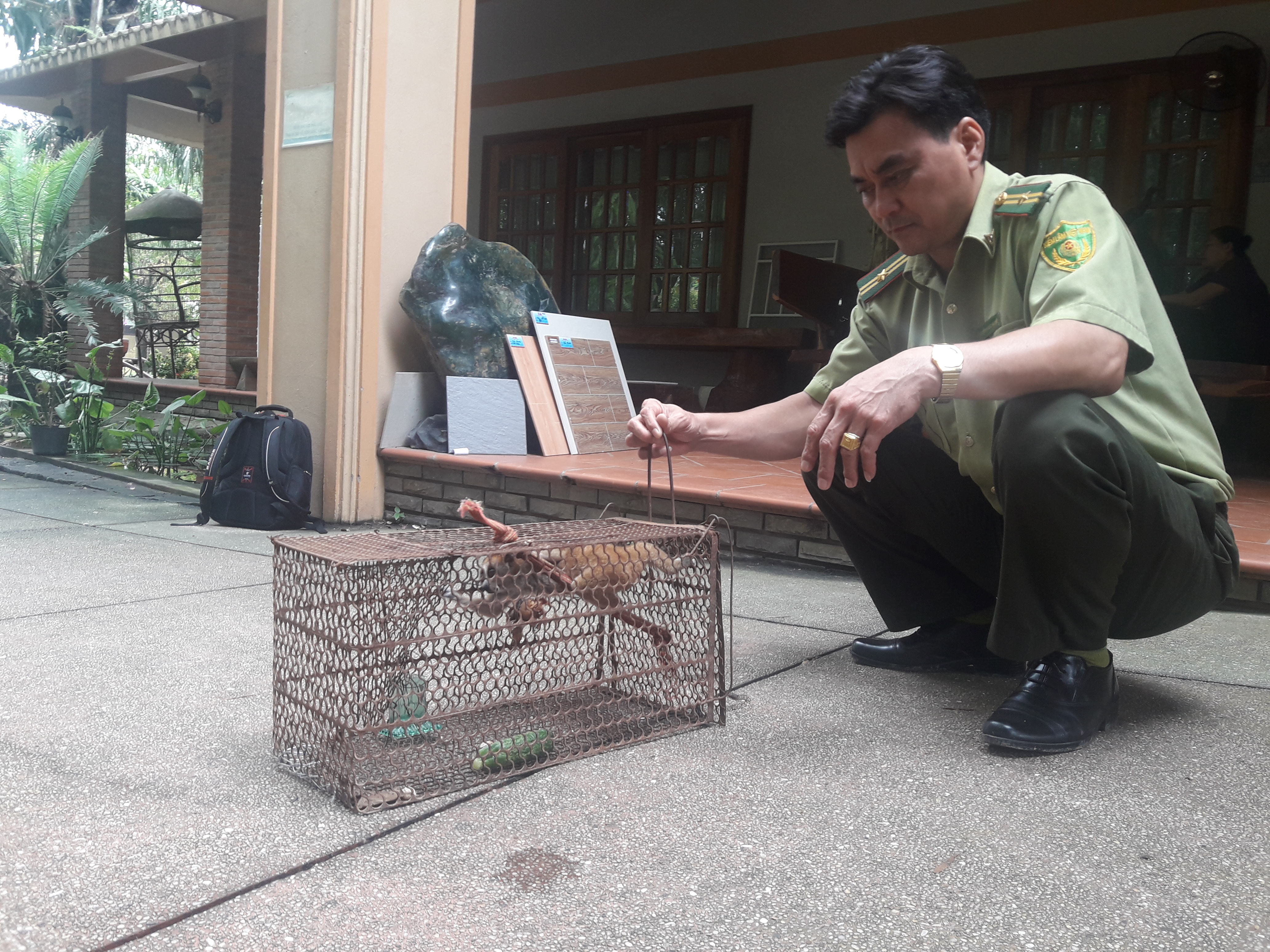 Người dân tự nguyện giao nộp cá thể culi quý hiếm cho kiểm lâm