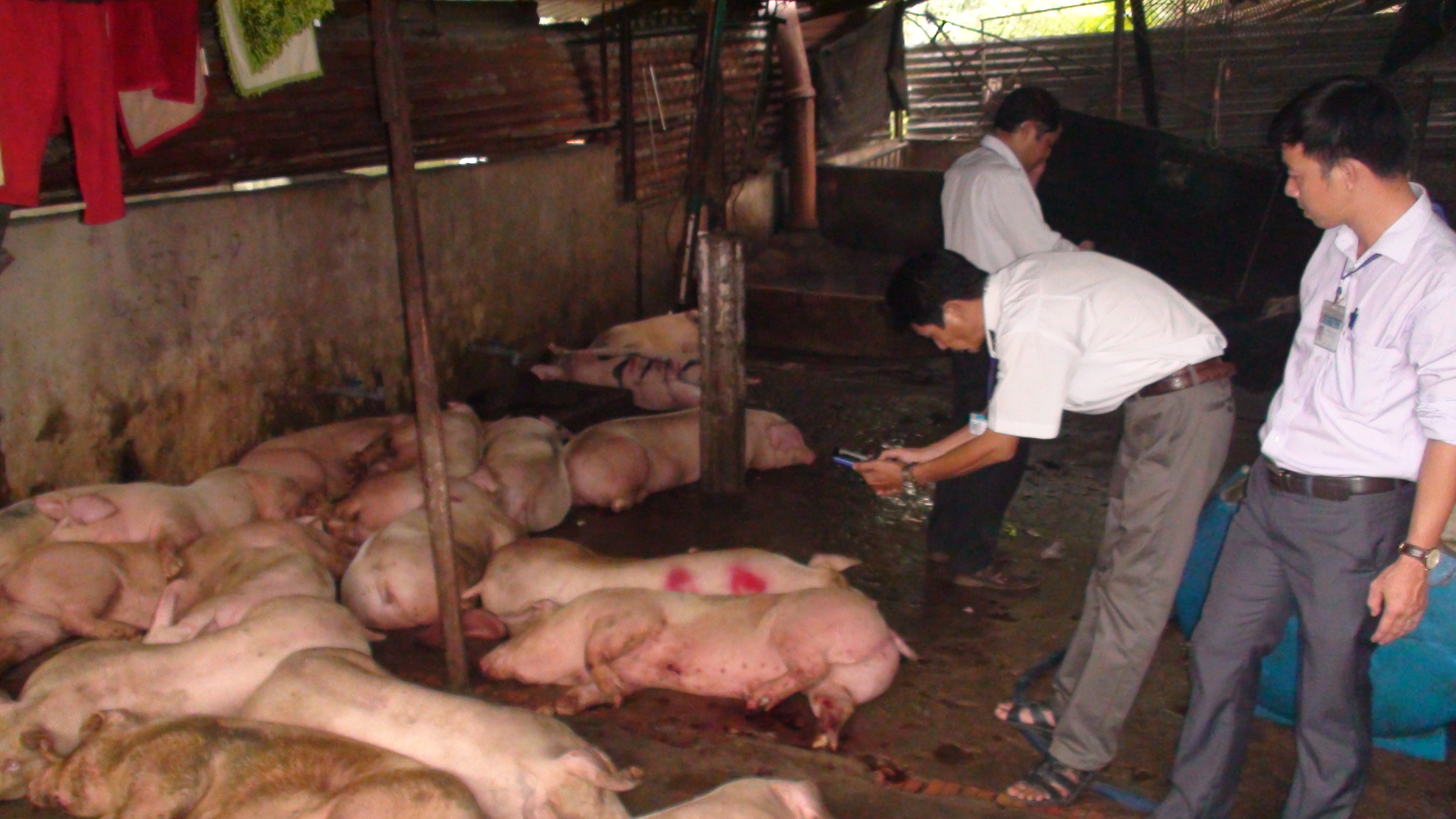 (SỐC) Phát hiện cơ sở giết mổ heo lở mồm, long móng với số lượng lớn  