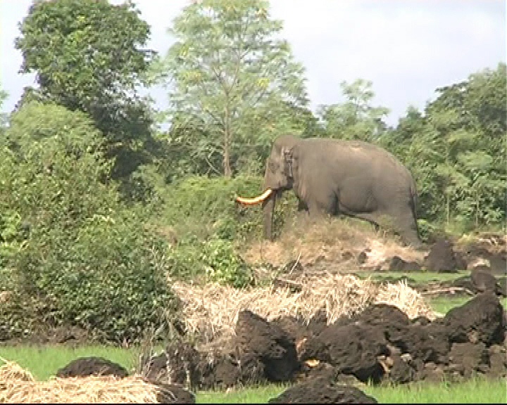 Voi rừng tràn ra khu dân cư phá hoại hoa màu  