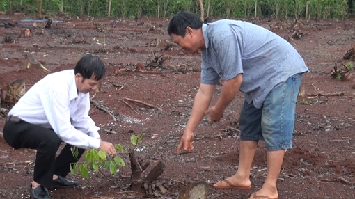 Bất thường chuyện thương lái Trung Quốc lùng sục mua rễ cây hồ tiêu