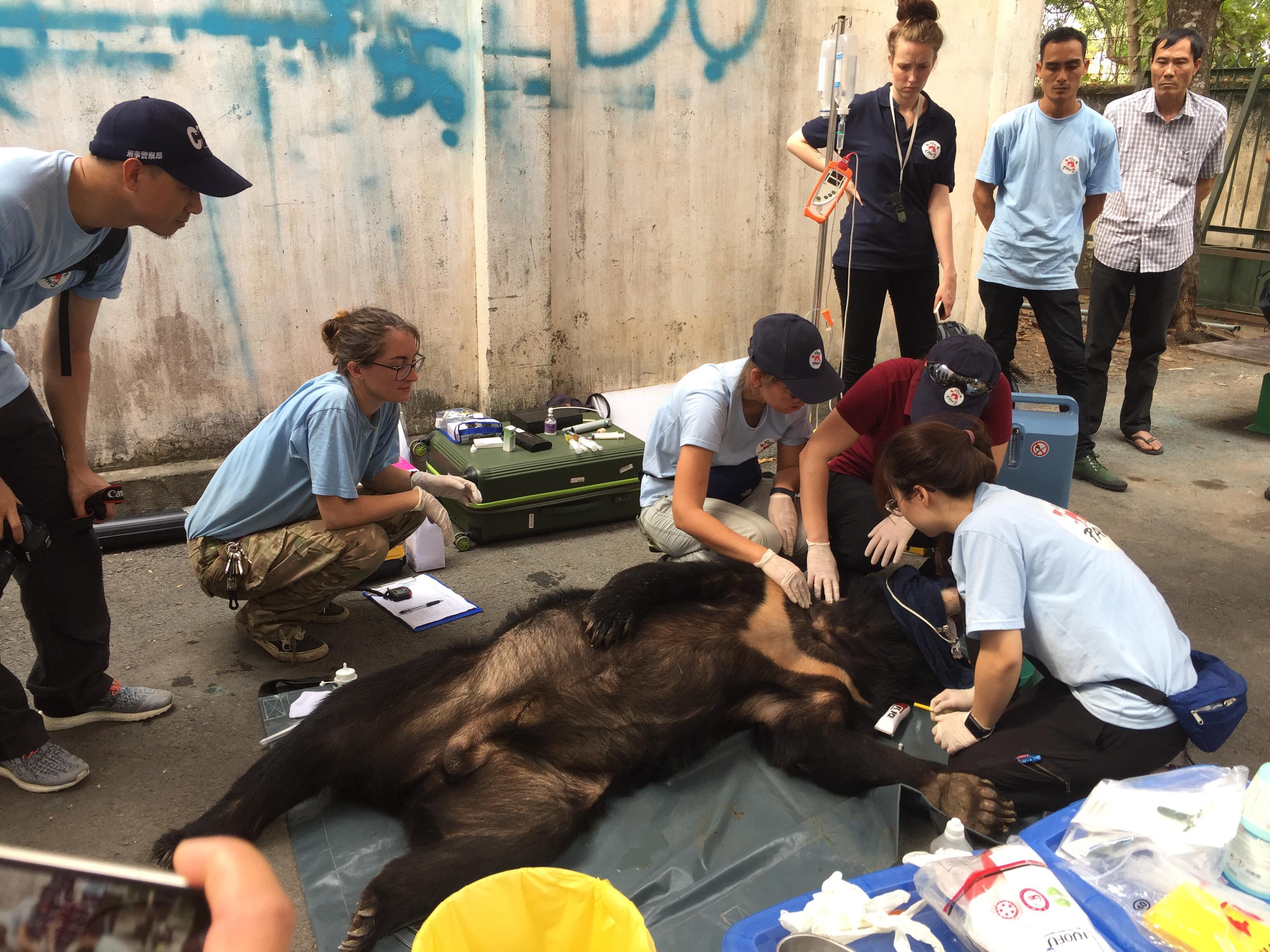 Bàn giao 3 cá thể gấu đen châu Á cho khu bảo tồn