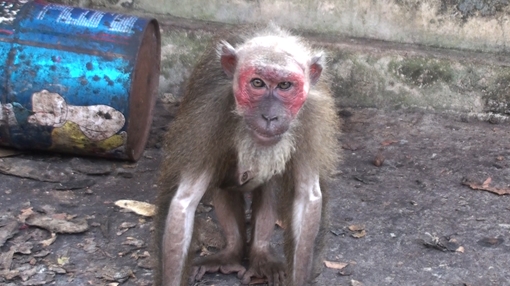 Bàn giao 6 cá thể khỉ về Trung tâm bảo vệ động vật hoang dã