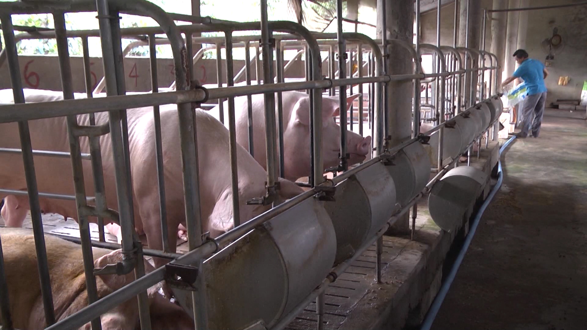 Đồng Nai phát hiện huyện thứ 3 nhiễm dịch tả lợn châu Phi