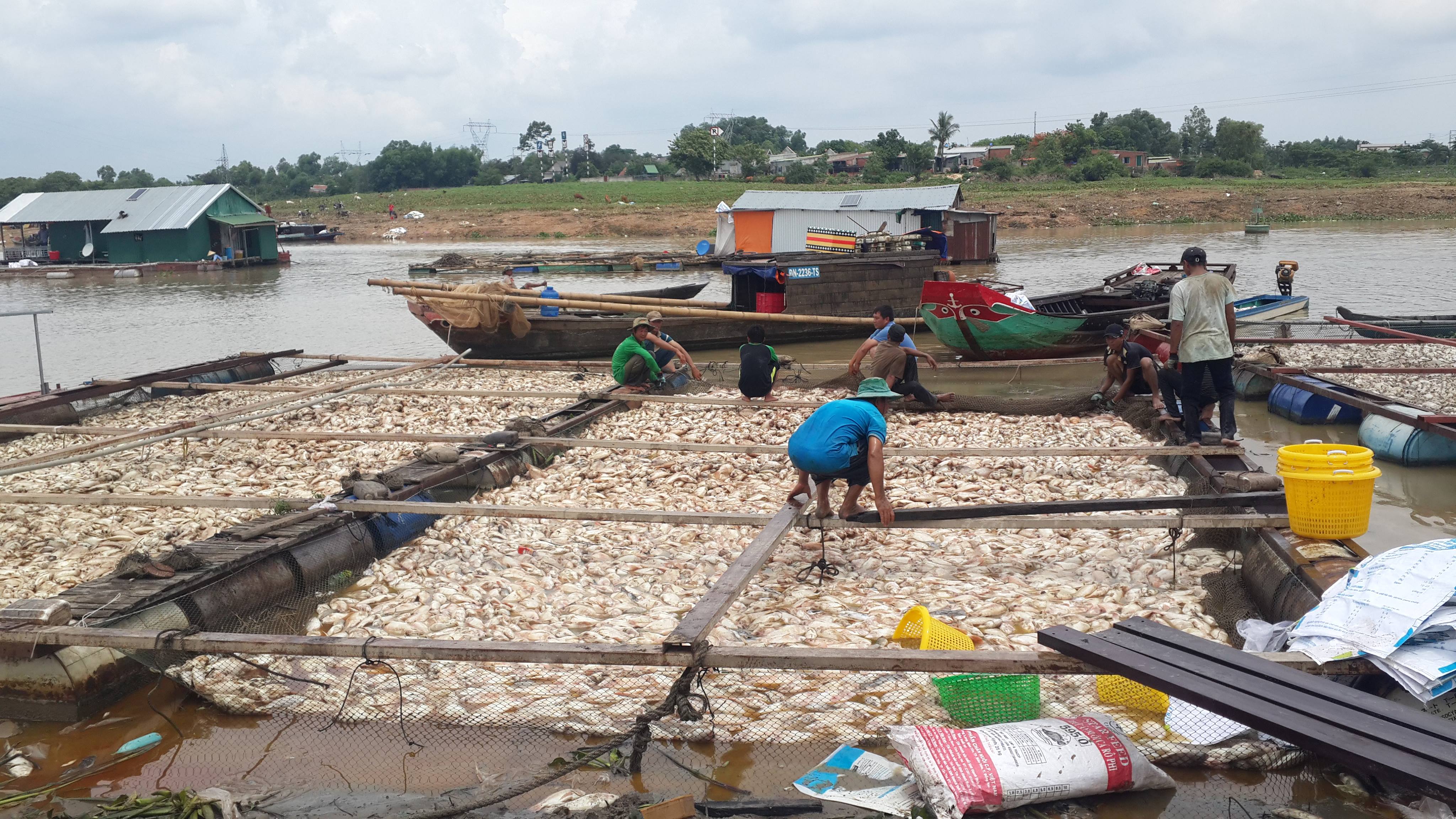 Phó Thủ tướng chỉ đạo điều tra, xác minh nguyên nhân cá chết trên sông La Ngà