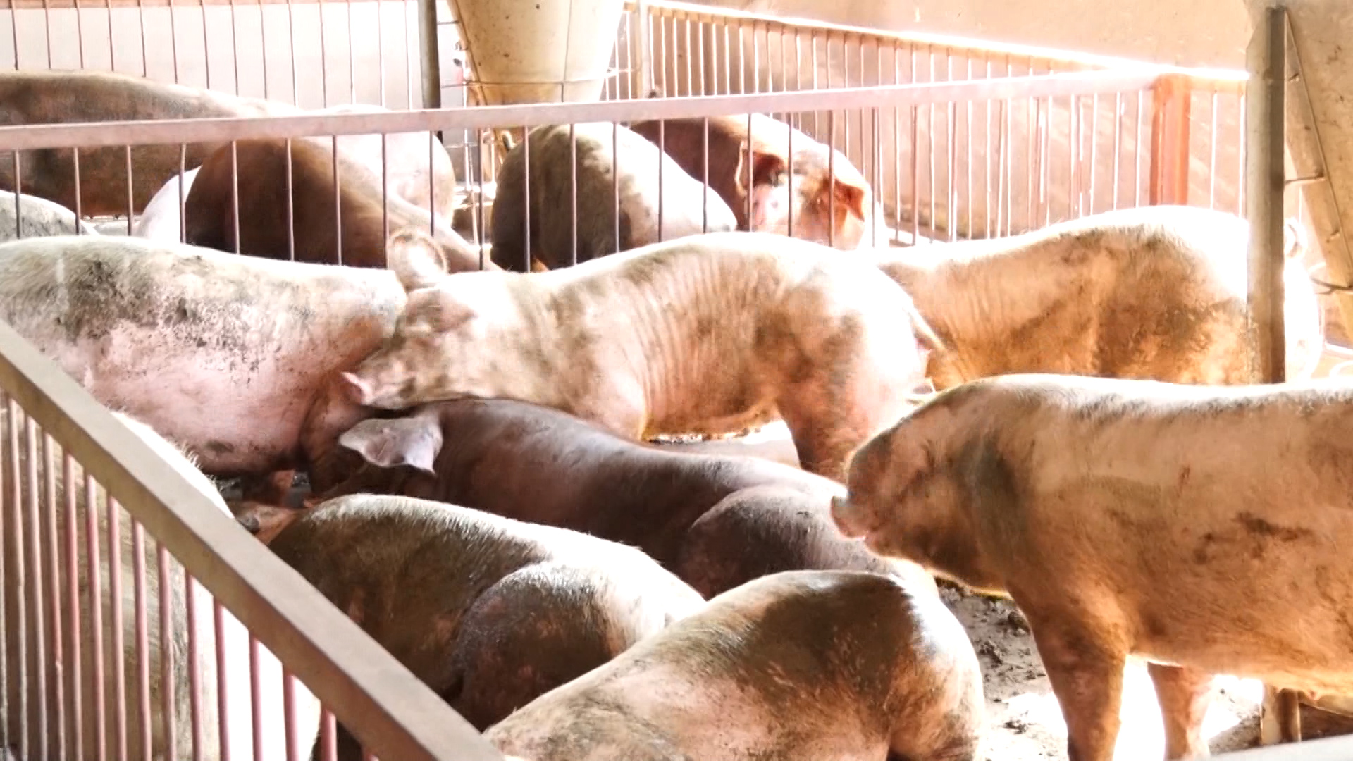 Ổ dịch tả lợn châu Phi “khủng” xuất hiện tại thủ phủ chăn nuôi Đồng Nai