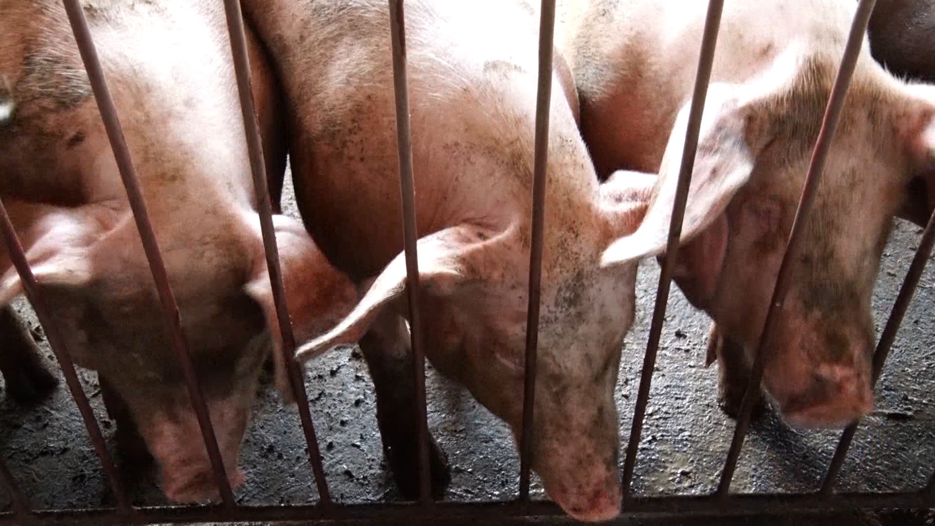 Địa phương cuối cùng của Đồng Nai xuất hiện dịch tả lợn châu Phi