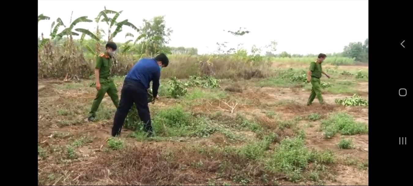 Vườn bưởi trị giá 2 tỷ đồng bị kẻ gian chặt phá