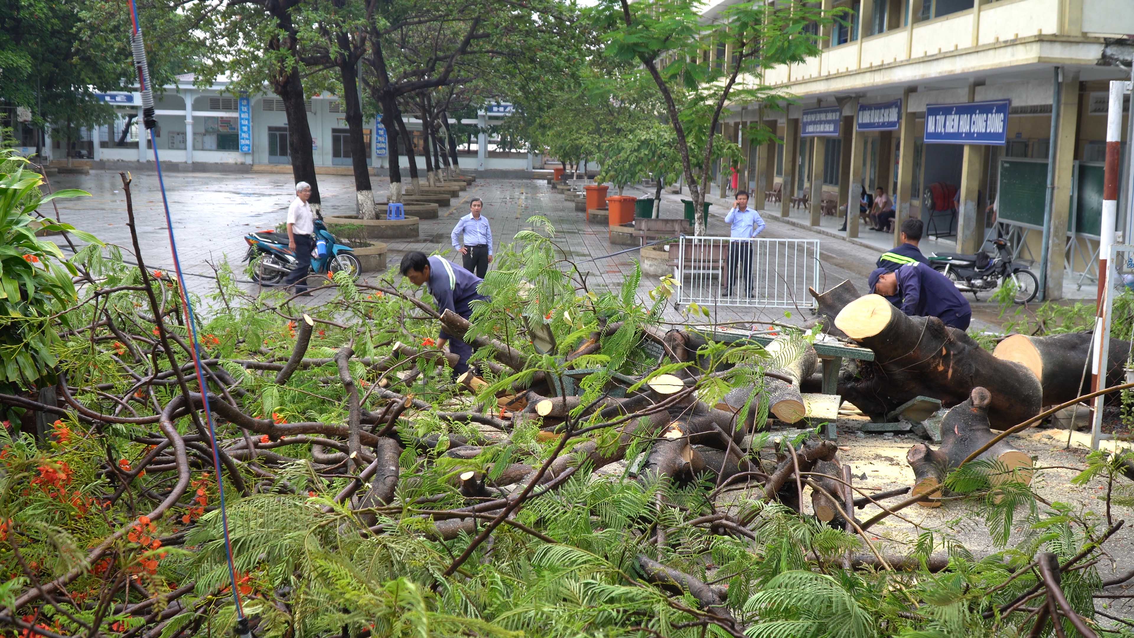 Phượng lại bật gốc làm 3 nữ sinh bị xây xát, hoảng loạn