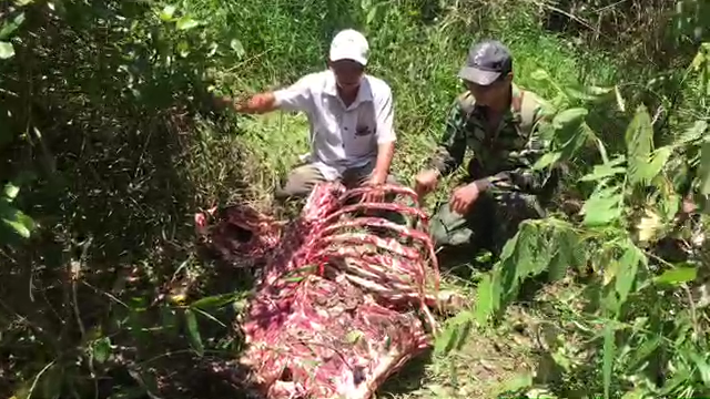 Nổ súng truy bắt lâm tặc giết bò tót trong rừng Quốc gia Cát Tiên