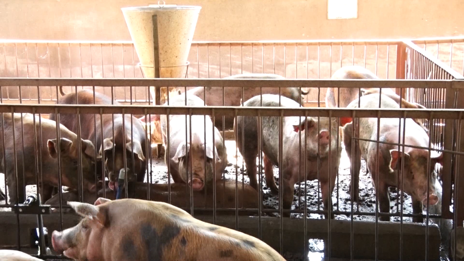 Dịch tả lợn châu phi xuất hiện trở lại tại “thủ phủ” chăn nuôi