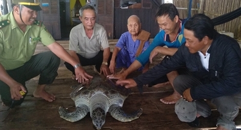 Thả rùa biển nặng 60 kg về tự nhiên	