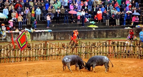 Đề nghị tạm dừng lễ hội chọi trâu Phù Ninh