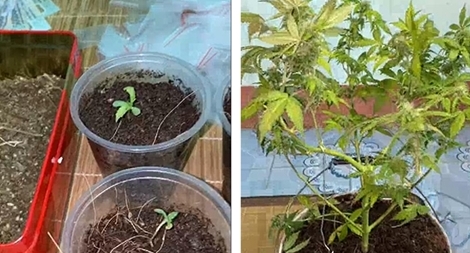 Bán ma túy và "canh tác" cần sa tại nhà