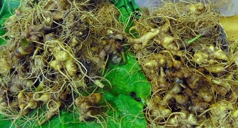 Phiên chợ sâm Ngọc Linh sau Tết có doanh thu 2,7 tỷ đồng