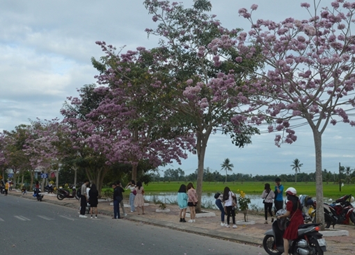 Vẻ đẹp hút hồn và lãng mạn của đường hoa kèn hồng 