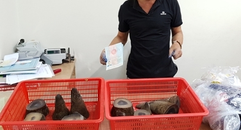 Vận chuyển 6,2 kg sừng tê giác từ Qatar về Việt Nam