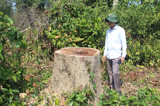 Đề nghị xử lý kỷ luật hành vi phá rừng theo phản ánh của Báo CAND
