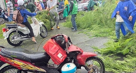 Cây phượng bật gốc đổ vào dòng phương tiện trong cơn mưa