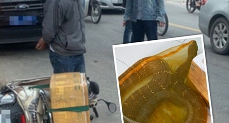 Giao Thảo Cầm Viên chăm sóc một hổ mang chúa nặng 20 kg 