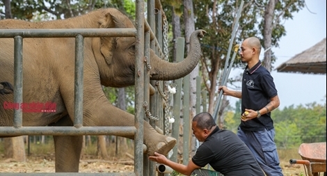Mục kích những chú voi con hiếm hoi còn lại ở Đắk Lắk