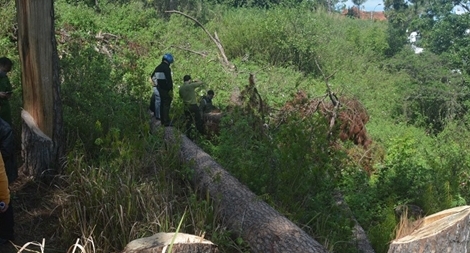 Hàng loạt cây thông cổ thụ trăm tuổi trên "đất vàng" Đà Lạt bị đốn hạ