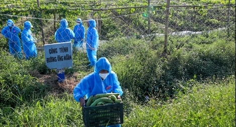 Nghĩa tình trên những cánh đồng ở tâm dịch Thuận Thành