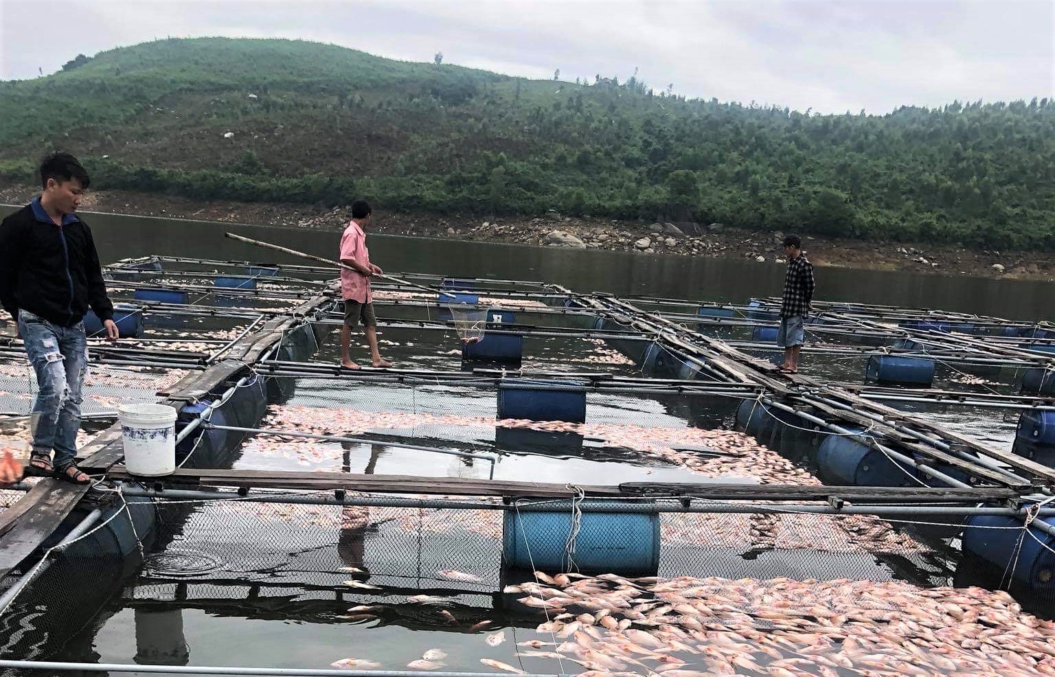 Sau một đêm, hàng chục tấn cá diêu hồng chết nổi trắng mặt hồ