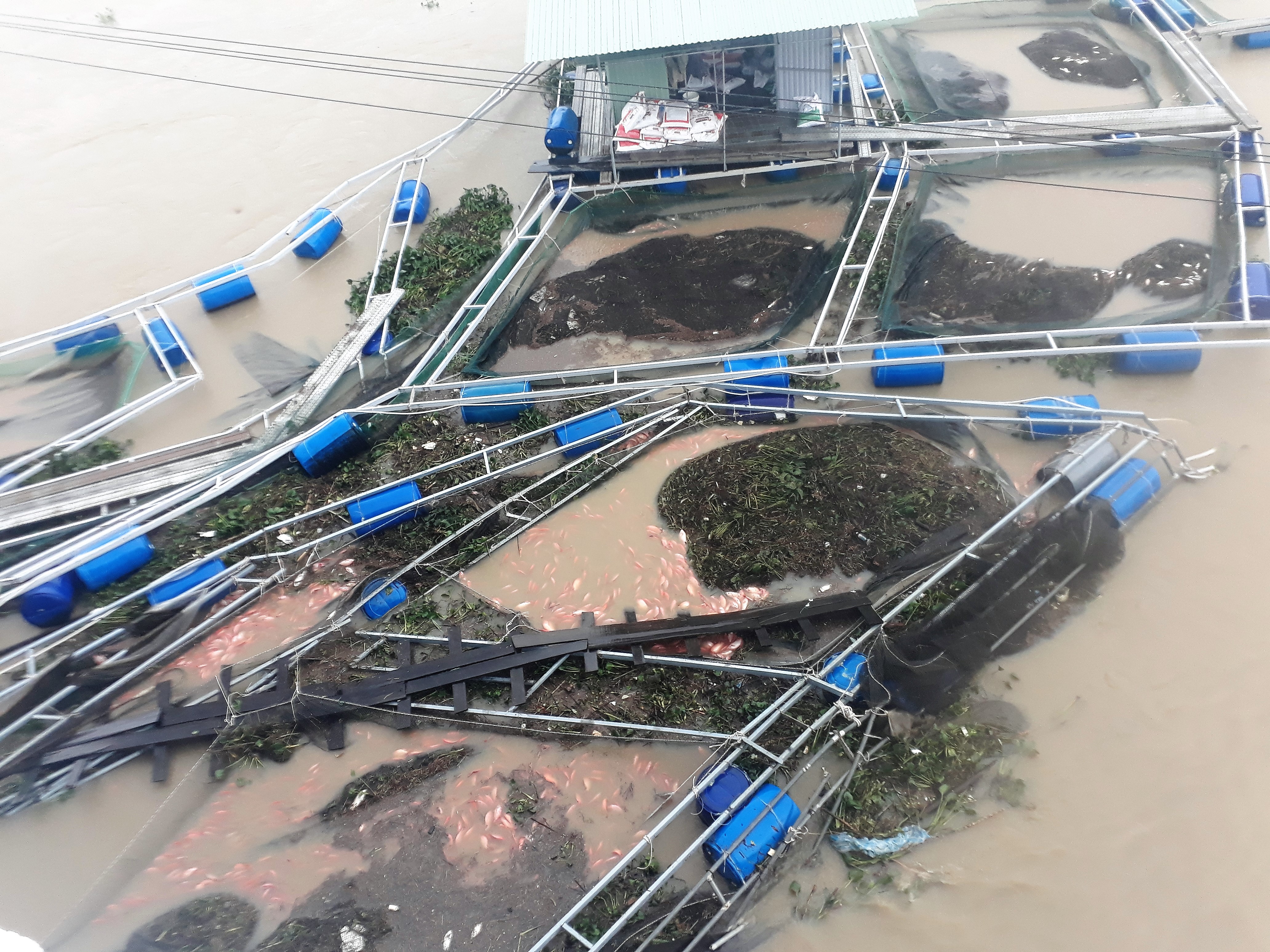 Nước sông lên nhanh, hơn 40 lồng cá trôi sông